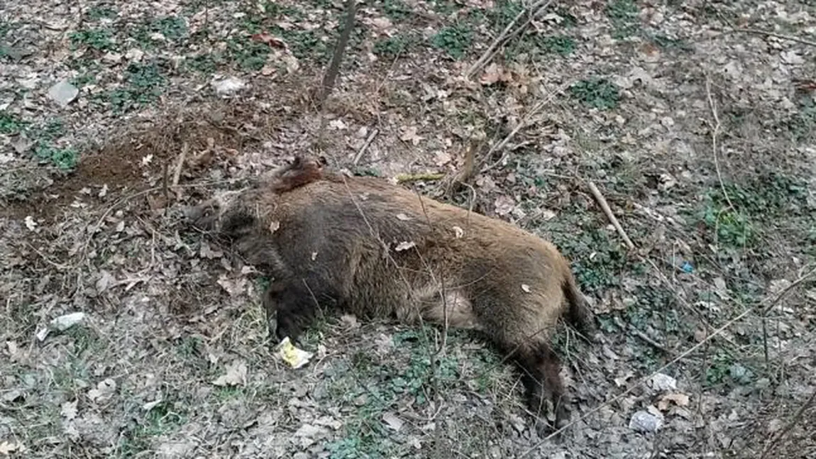 Virusul Pestei Porcine Africane depistat la porci mistreţi de pe un fond de vânătoare din județul Sălaj