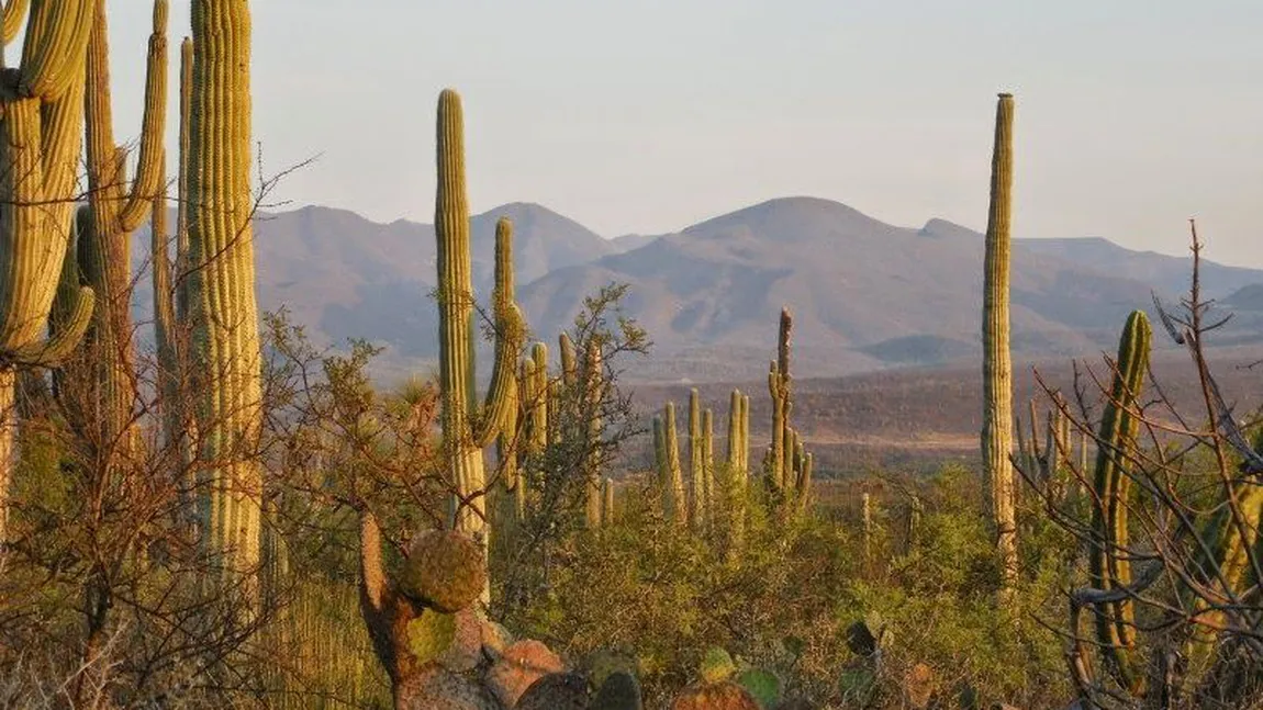 O vale cu cactuşi şi o regiune de interes tectonic, incluse în patrimoniul UNESCO. Ce alte locuri au mai fost alese