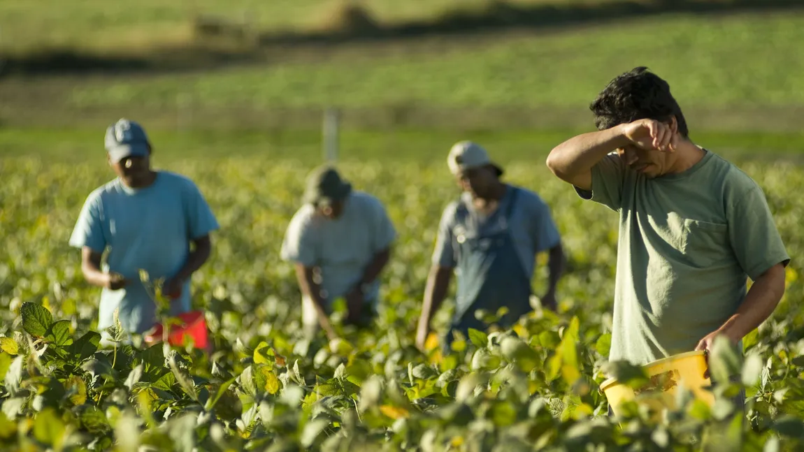 Şaisprezece muncitori agricoli străini, morţi în Italia