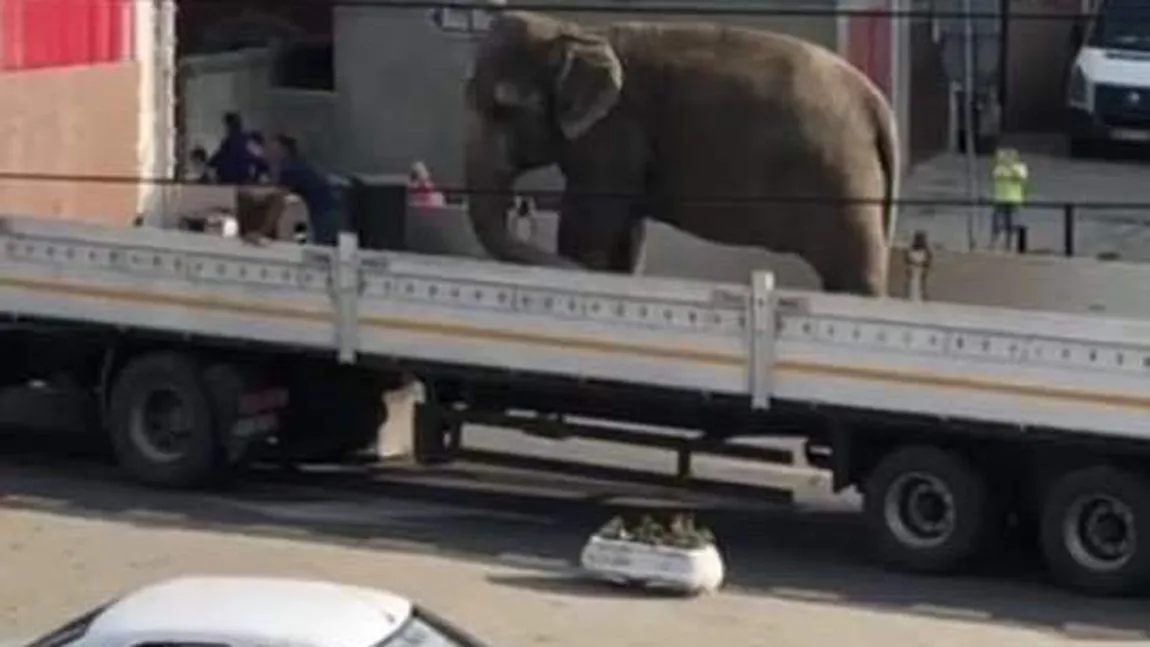 Elefant plimbat pe o platformă prin Sighetu Marmaţiei. Poliţia a demarat cercetări
