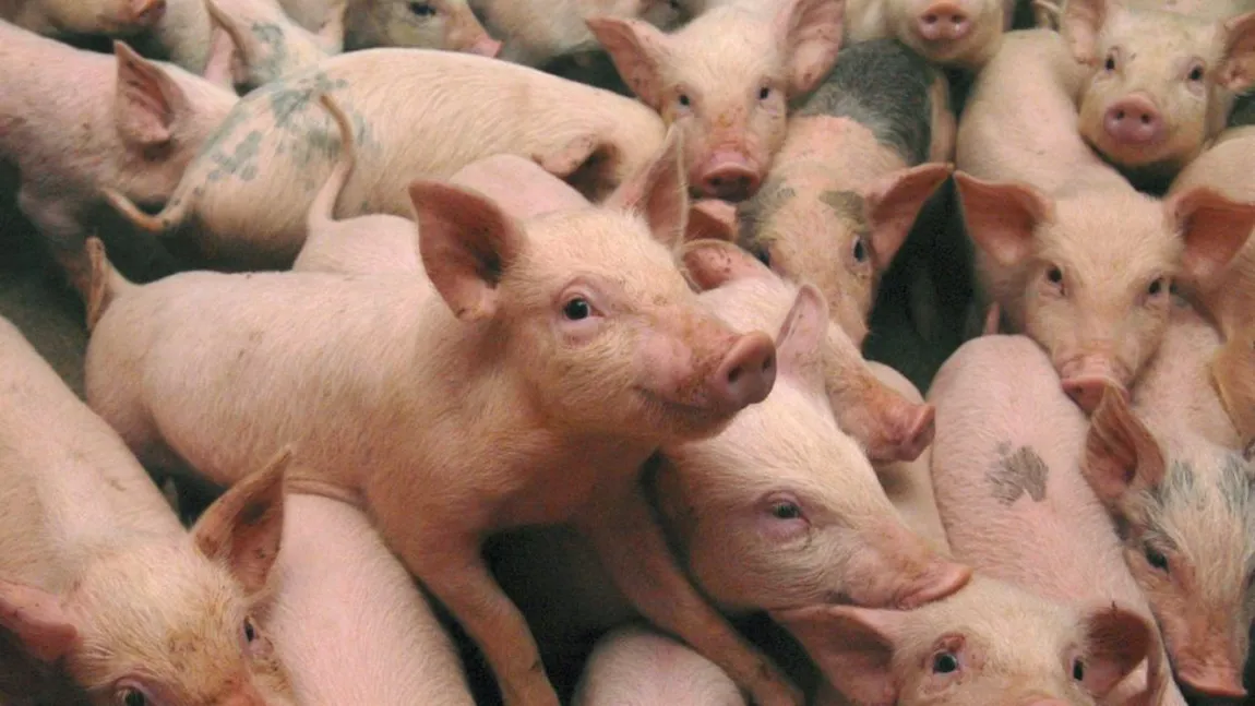 Suspiciune de pestă porcină africană, la o fermă din judeţul Buzău