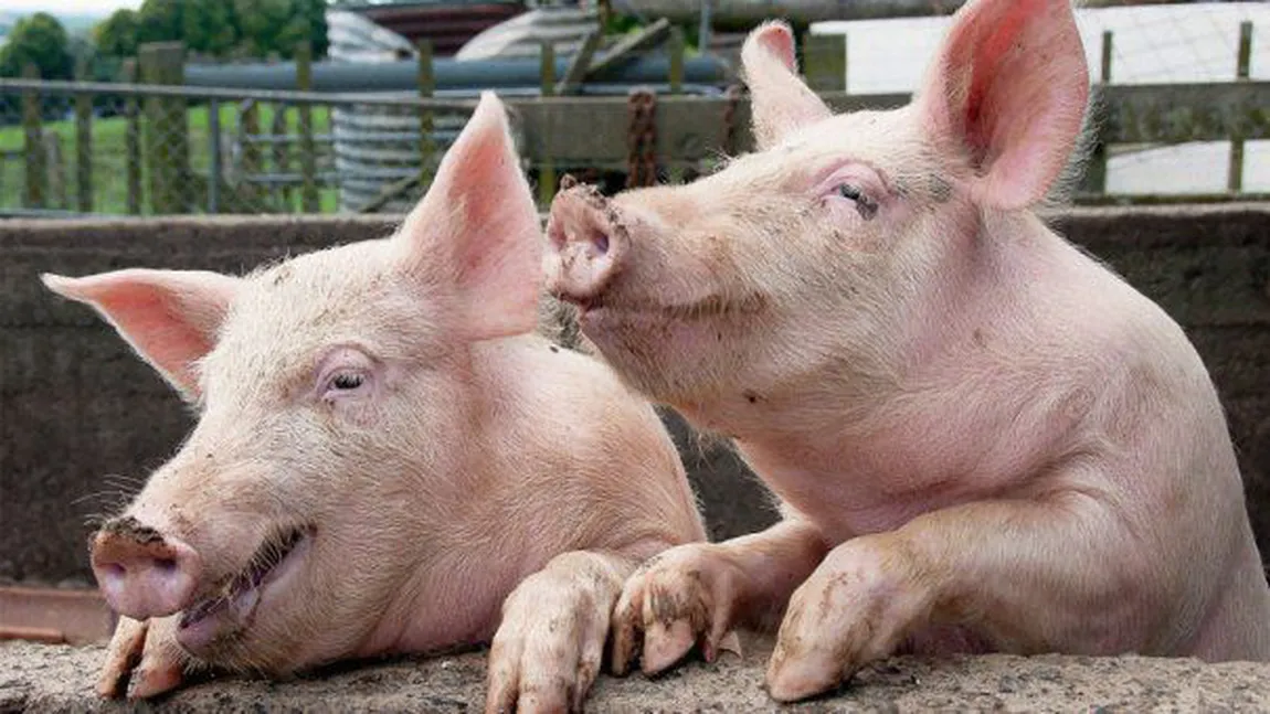 Patronul celei mai mari ferme de porci din România, unde s-a confirmat pesta, cere o comisie pentru evaluarea pagubelor