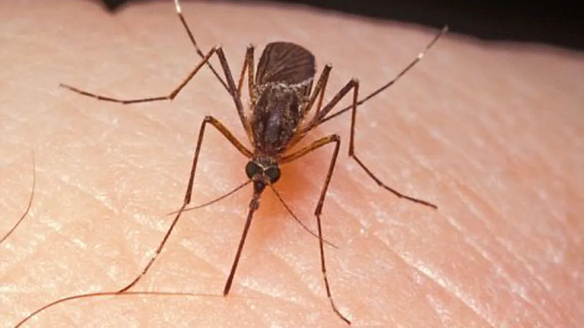 Primul deces cauzat de infecţia cu virusul West Nile în România în 2018