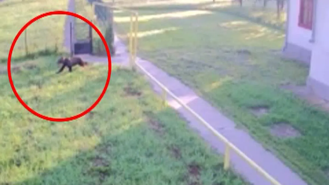 Urs filmat în curtea liceului. Imaginile au fost surprinse de camerele de supraveghere VIDEO