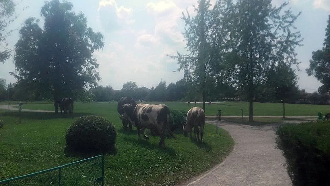 Batjocură fără margini la Coloana Infinitului, în anul centenarului. Vacile pasc liniştite lângă opera lui Brâncuşi