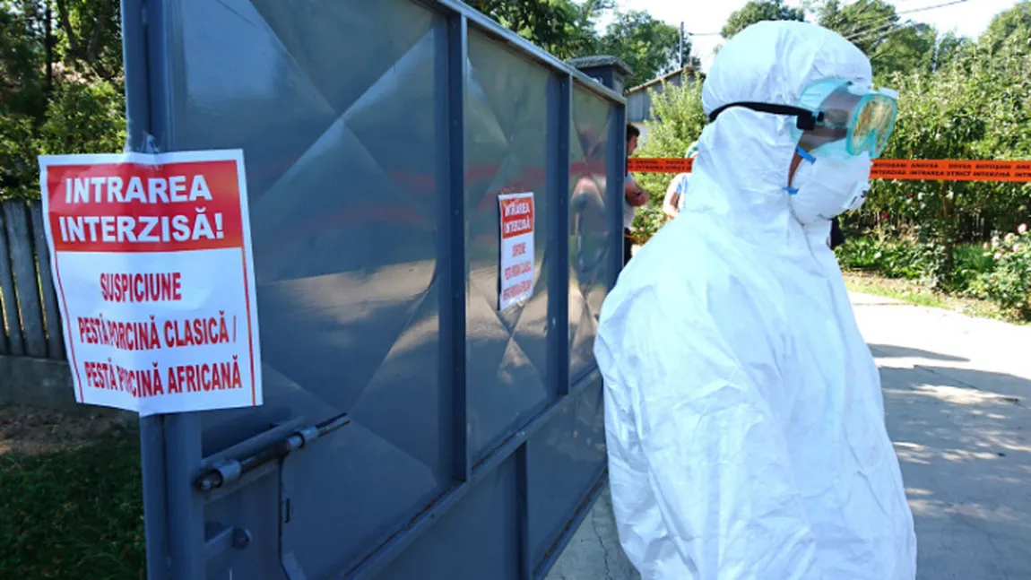Focar de pestă porcină africană la periferia municipiului Galaţi