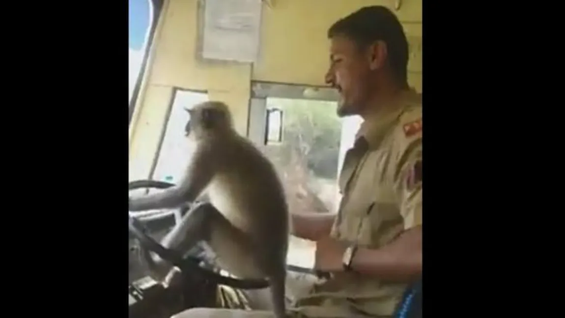 O maimuţă conduce un autobuz plin cu călători. Imagini incredibile surprinse în traficul din India VIDEO