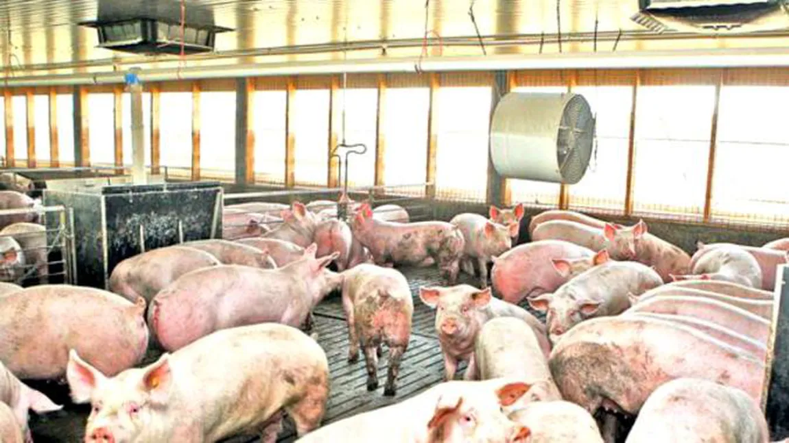 Culmea pestei porcine: 200 de porci sacrificaţi într-o noapte la Galaţi din cauza unui zvon infirmat ulterior