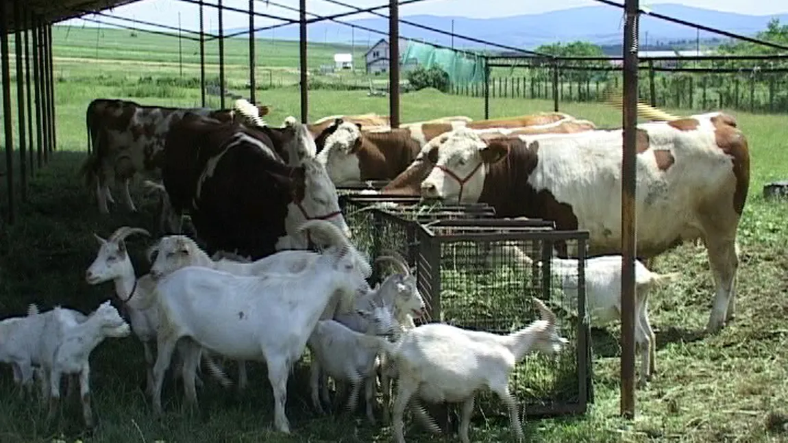 APIA plăteşte ajutorul de stat pentru beneficiarii din sectorul creşterii animalelor, începând de joi