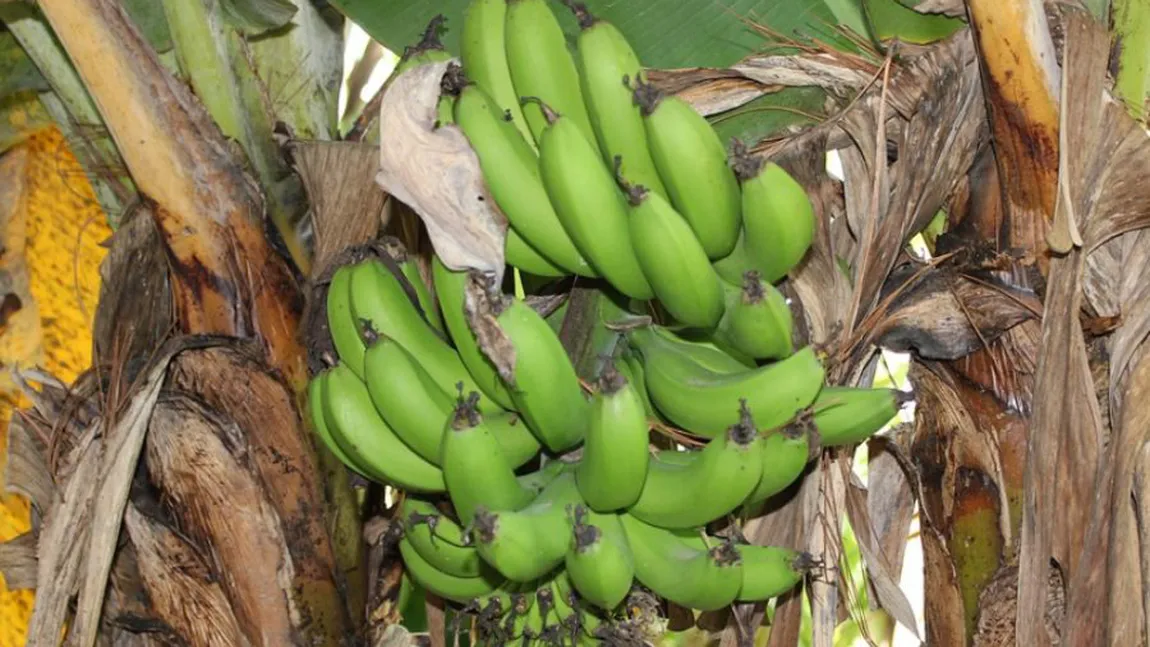 Dieta cu banane verzi, secretul unui trup perfect. Slăbeşte 4 kilograme, în doar câteva zile