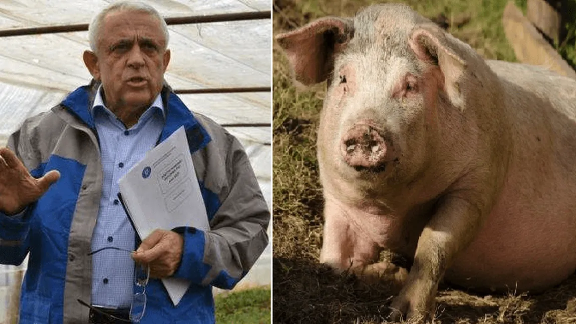 Pesta porcină africană a redus drastic numărul de porci în România. Anunţ îngrijorător al ministrului Petre Daea
