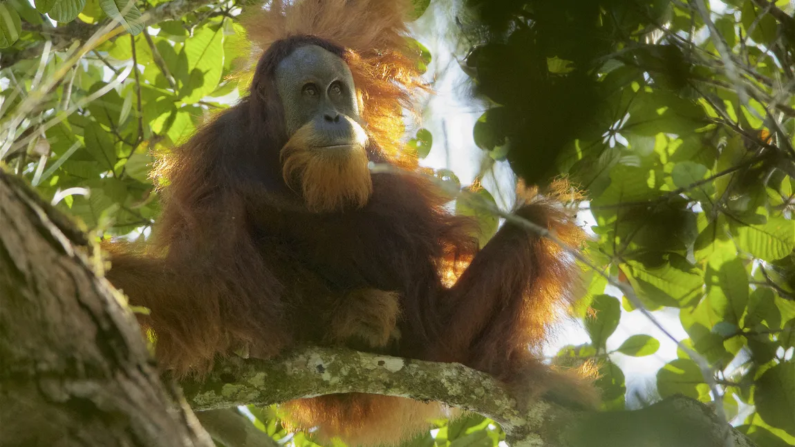 Cea mai rară specie de urangutan, Tapanuli, ameninţată de un baraj hidroelectric din Indonezia