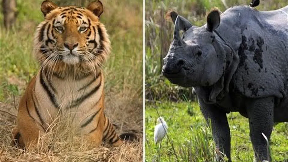China reia comerţul cu produse din tigri şi rinoceri