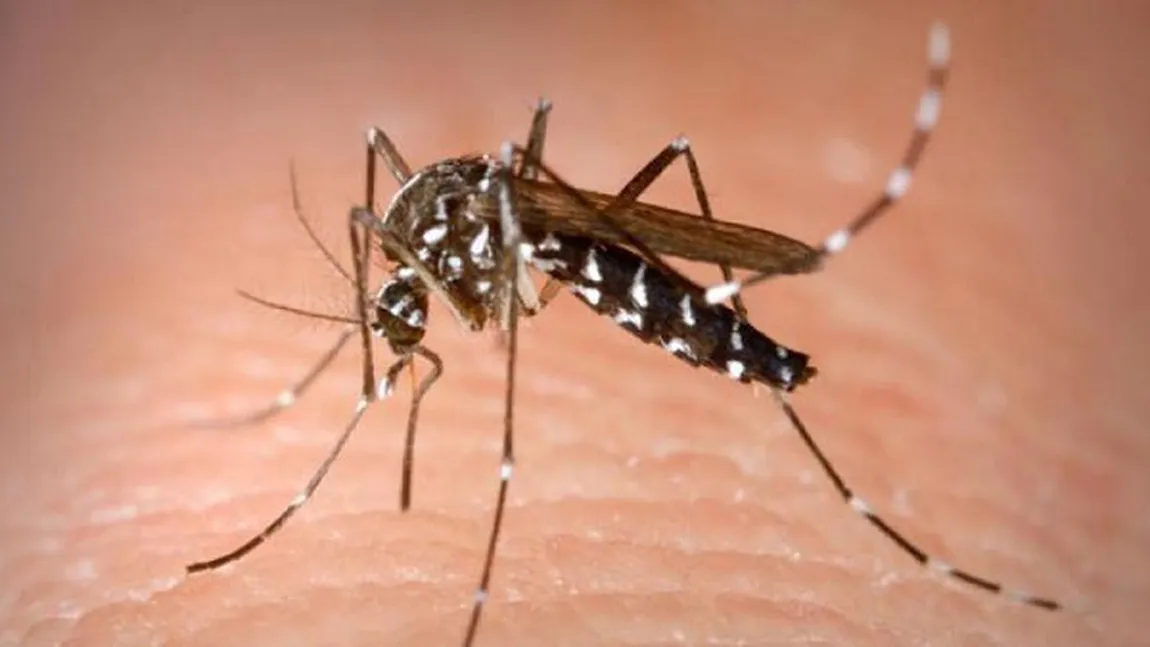 Virusul West Nile a provocat 42 de decese în 2018