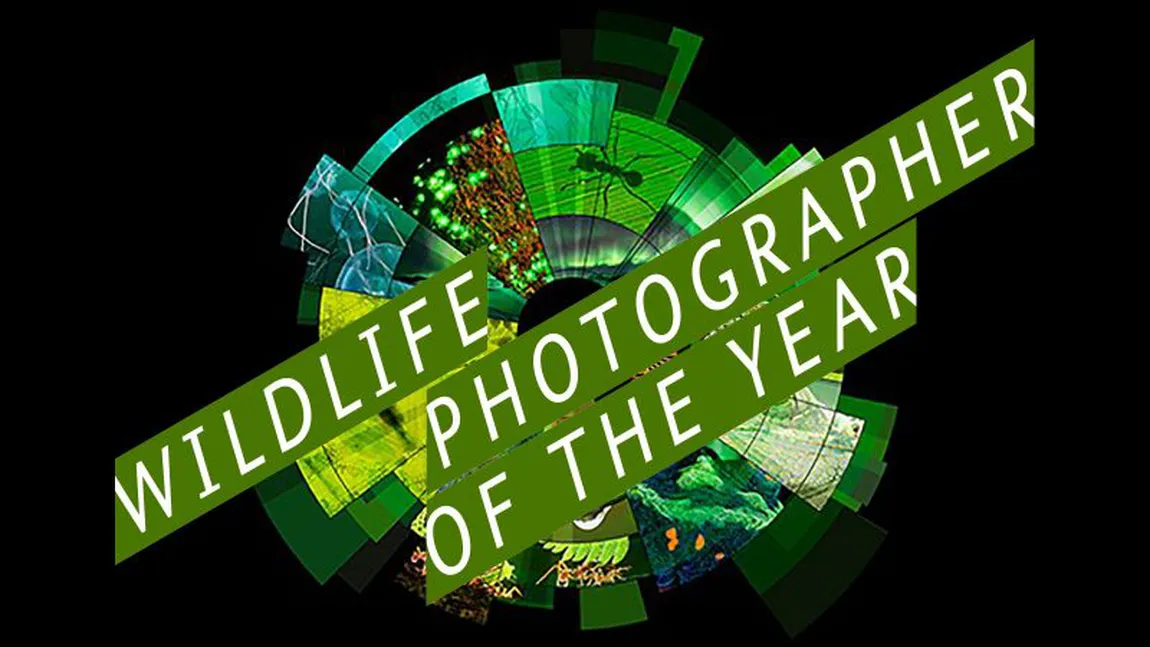 Cuplul de Aur. O poză cu două maimuţe a luat marele premiu Wildlife Photographer of the Year 2018 FOTO