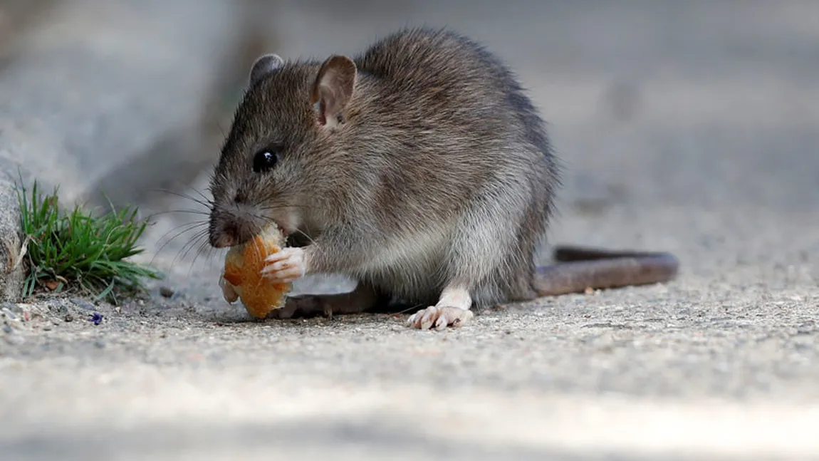 Autorităţile medicale în alertă. A fost descoperit al doilea caz de hepatita E la om, transmis de la animale