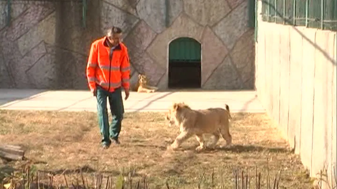 Sărbătoare mare la Craiova. LEON, un pui de leu, a împlinit un an. Cum l-a celebrat conducerea grădinii zoologice VIDEO