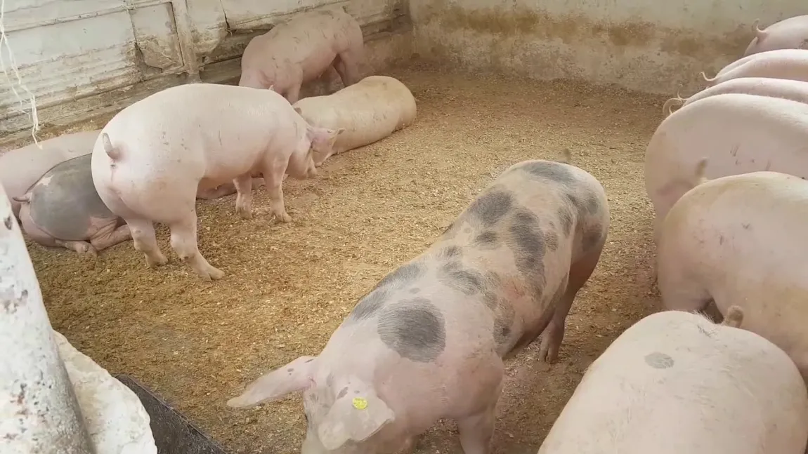 Un nou focar de pestă porcină în judeţul Constanţa, la o exploataţie cu 24 de porci