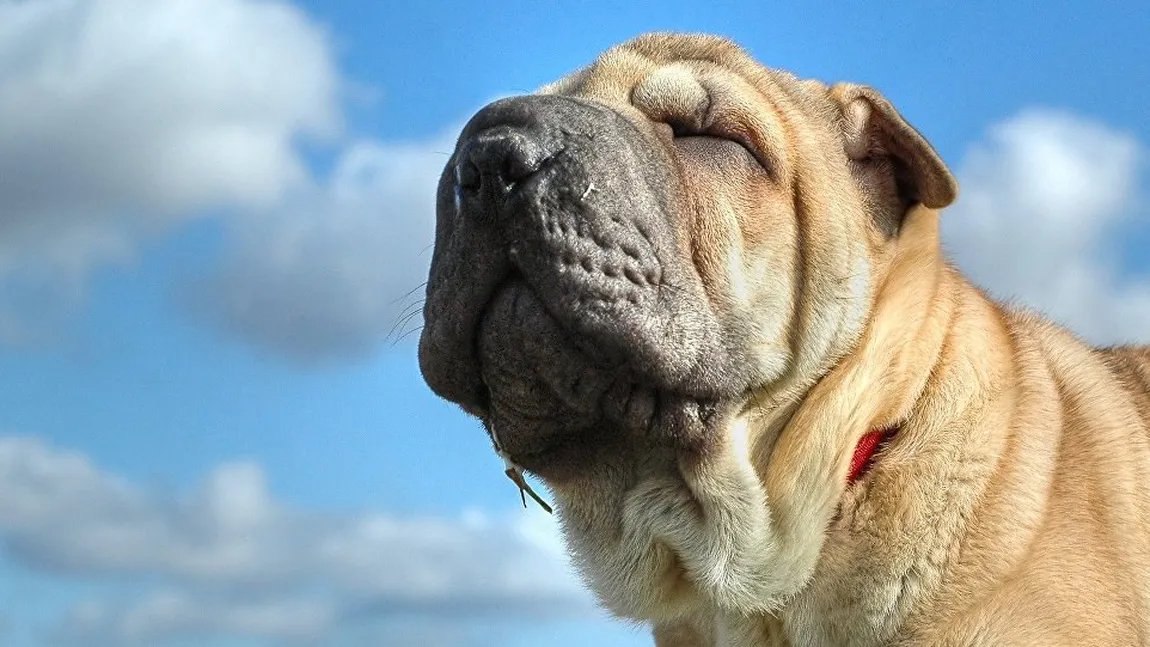 Solidaritate în lumea animalelor. Un Chihuahua a devenit asistentul unui Shar Pei orb VIDEO