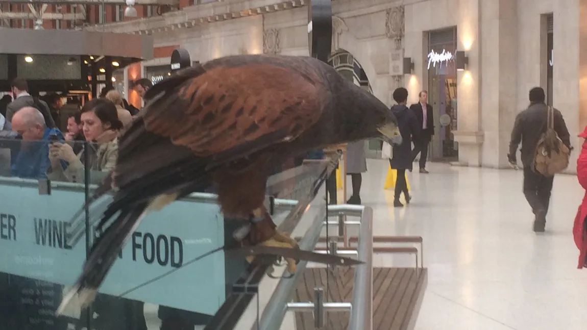Gara Waterloo, din Londra, a angajat un uliu care să-i protejeze pe călători împotriva porumbeilor