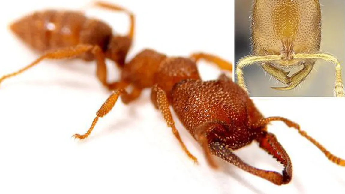 Atenţie la aceste insecte! Se numesc furnicile Dracula şi au cea mai rapidă muşcătură din lume VIDEO