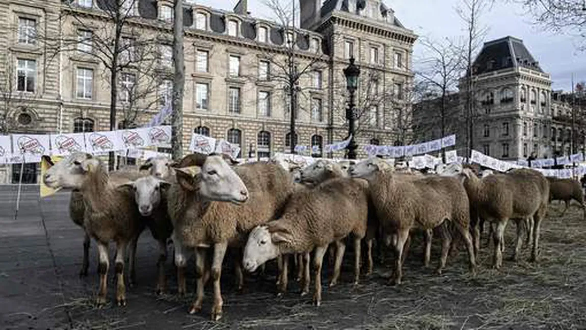 Mitingul oilor. Crescătorii de animale denunţă o 