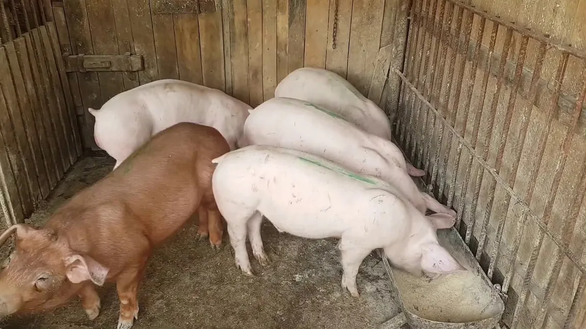 ANSVSA: Numărul focarelor de pestă porcină africană a ajuns la 1.153