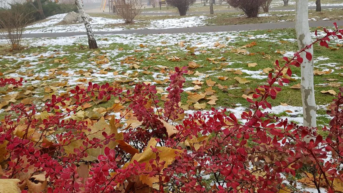 PROGNOZA METEO. Meteorologii anunţă zile mohorâte, dar nu geroase