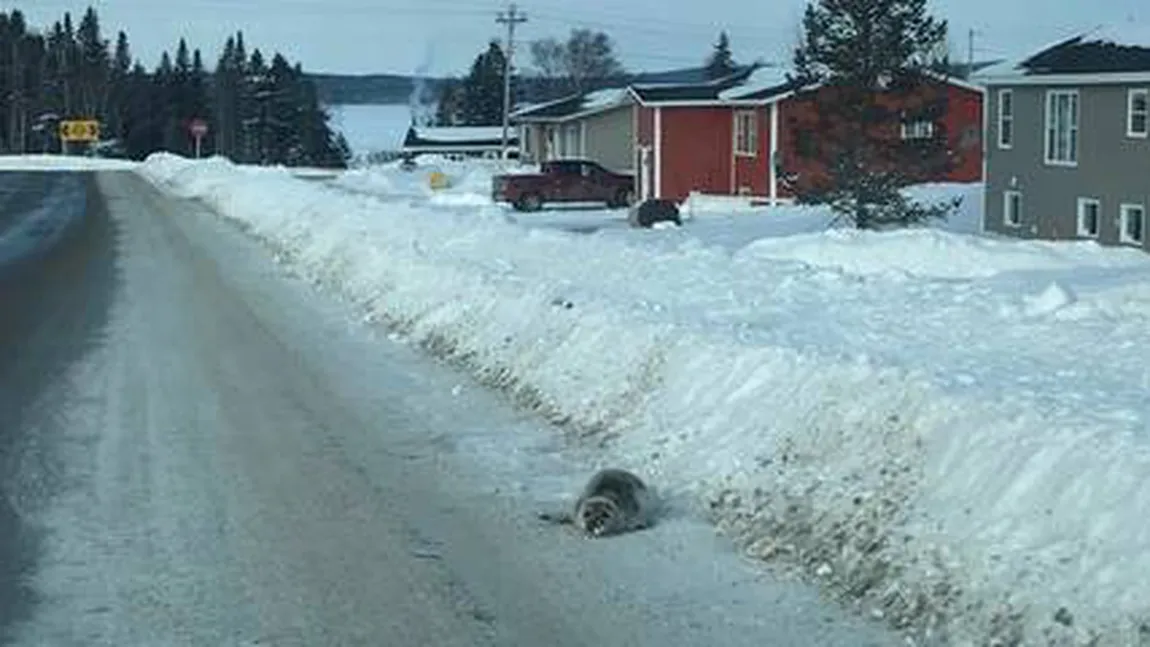 Invazia focilor într-o localitate din Canada. Oamenii cer ajutorul autorităţilor VIDEO