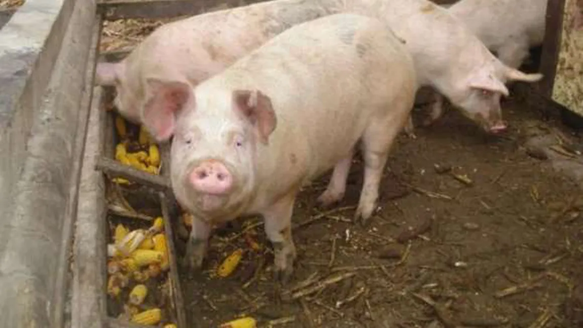 Focar de pestă porcină africană, confirmat într-o gospodărie din Buzău