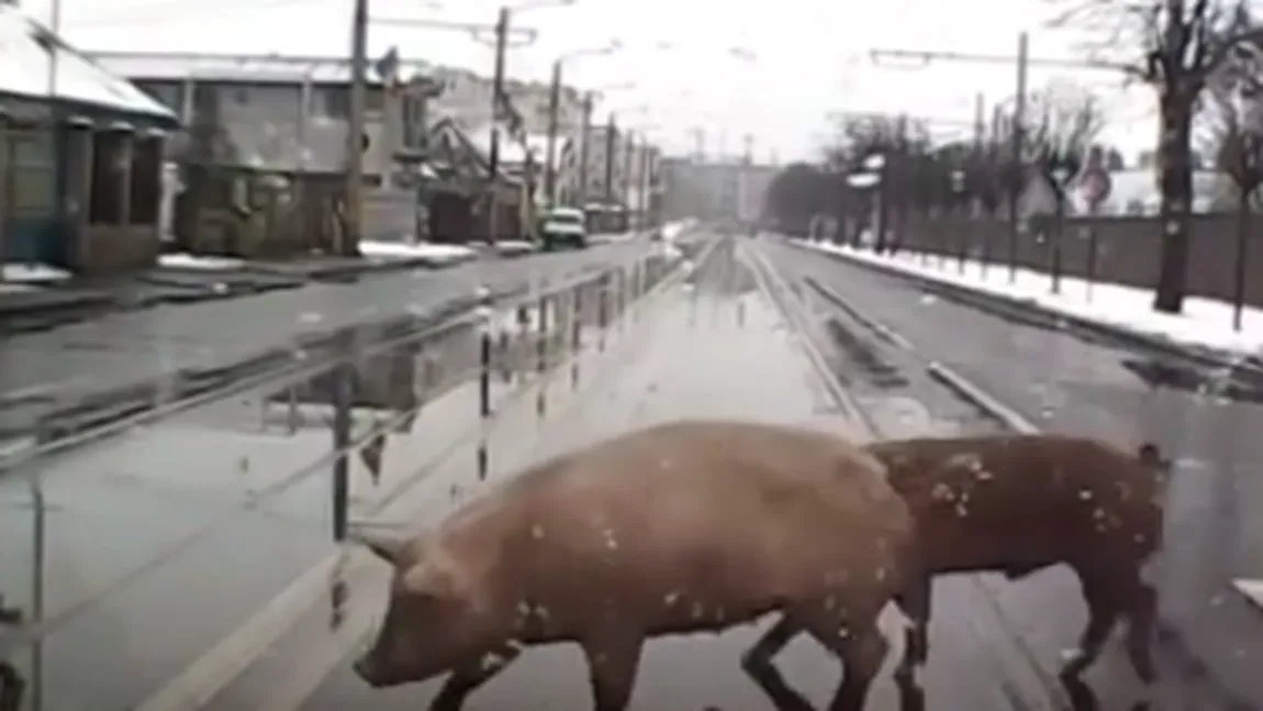 Bucuroşi că au trecut cu bine peste Crăciun, doi porci au plecat la plimbare prin Cluj VIDEO
