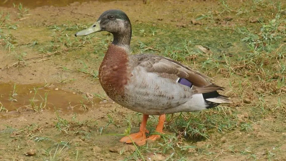 A murit Trevor, cel mai singuratic răţoi din lume. El fusese atacat de câini