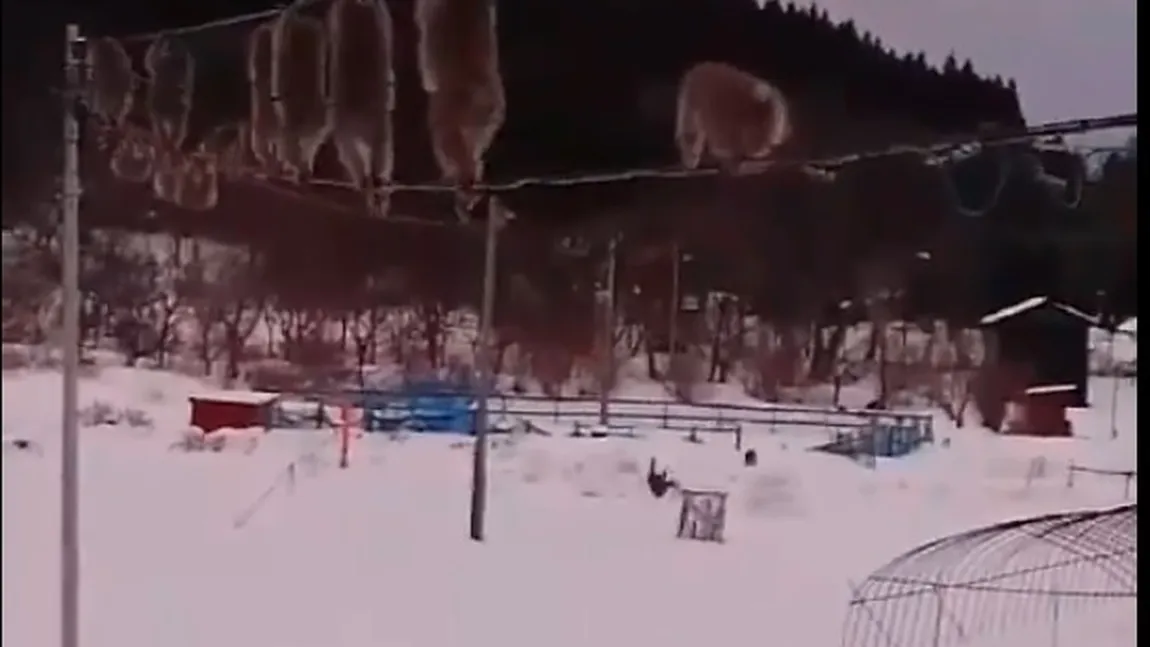 Cum evită maimuţele să meargă prin zăpadă. Clipul cu macacii acrobaţi a devenit viral VIDEO
