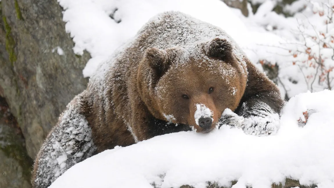 CALENDAR ORTODOX FEBRUARIE 2019. Tradiţii şi superstiţii în luna lui Făurar, cum atragi norocul şi te fereşti de boli