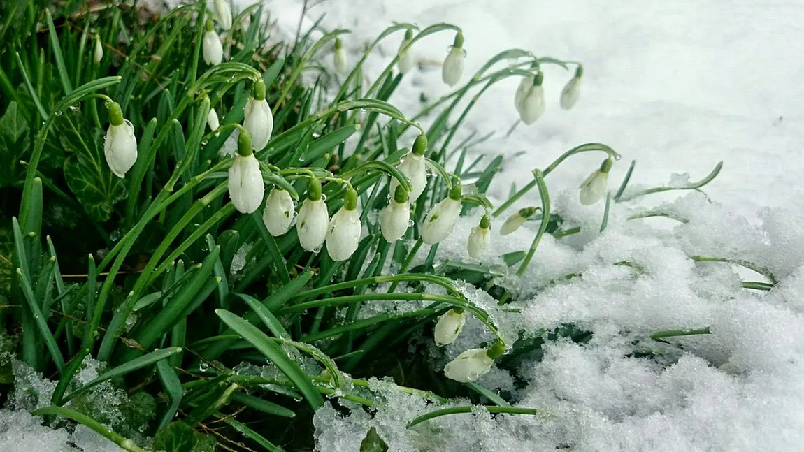 PROGNOZA METEO săptămânală. Iarna se întoarce cu lapoviţă, ninsori viscol şi temperaturi foarte scăzute