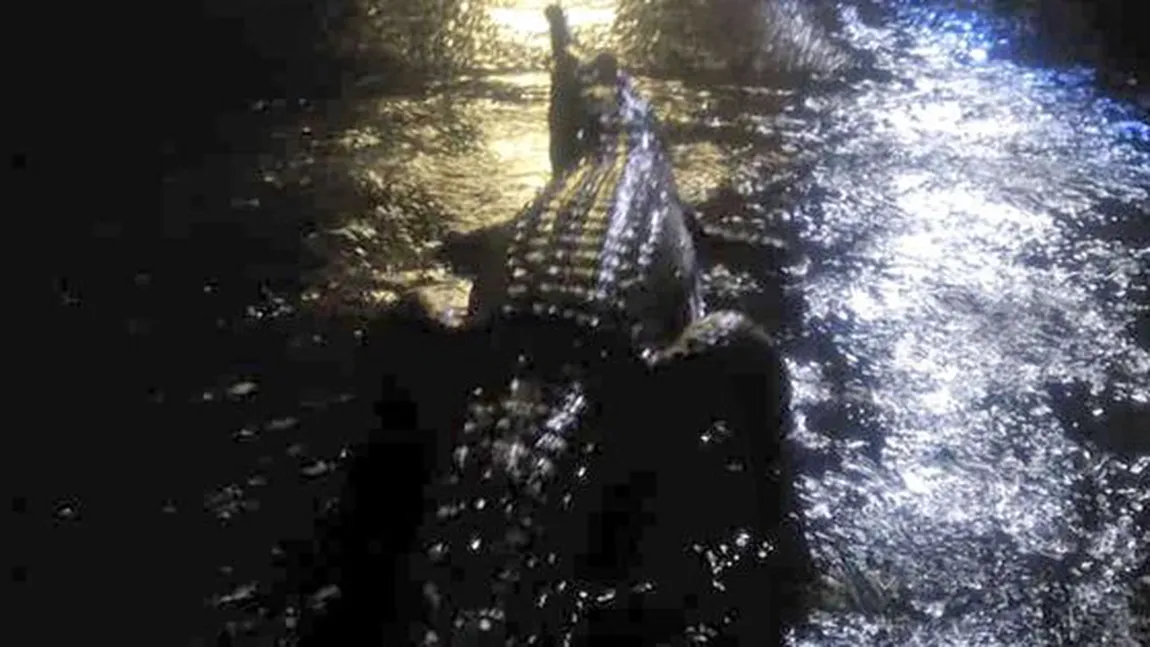 Crocodili pe străzile oraşelor australiene. Inundaţiile au scos reptilele din râuri VIDEO