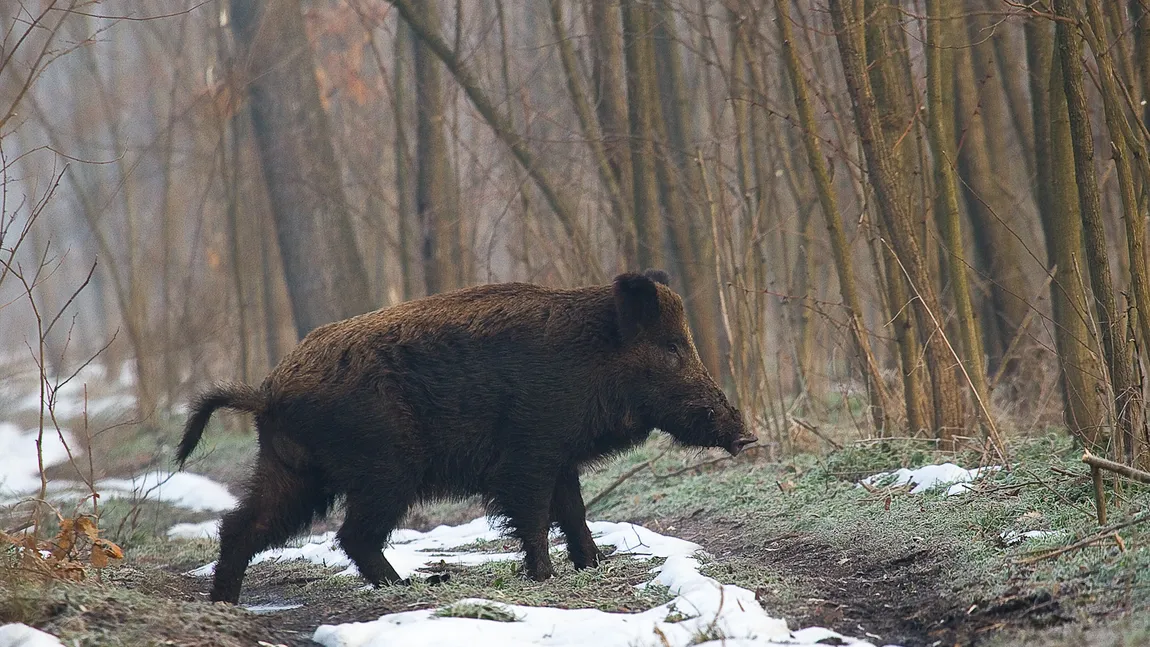Tânăr muşcat de mistreţ, în Vaslui