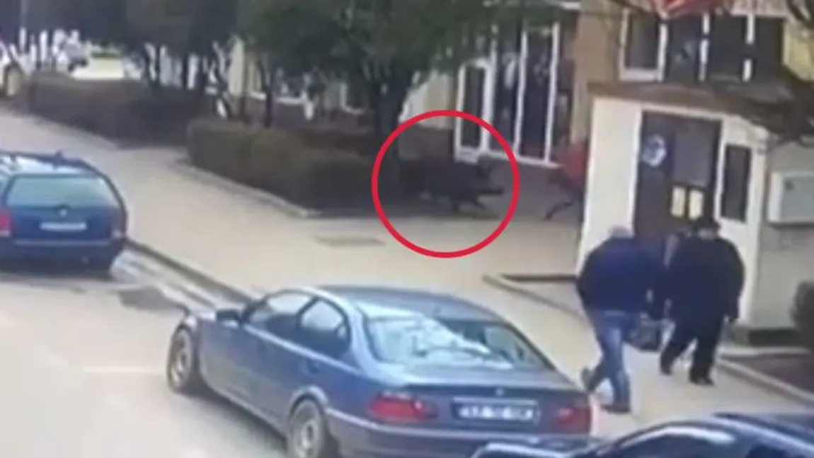 Panică pe o stradă din Sălaj. Trei persoane au fost atacate de un porc mistreţ VIDEO