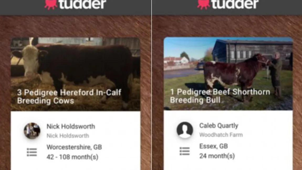 Tinder pentru animale. A fost lansată o aplicaţie de întâlniri online pentru vaci