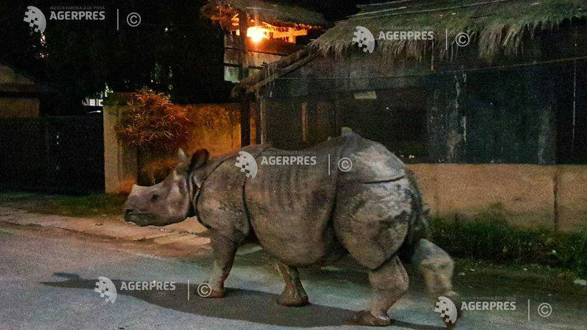 Un exemplar rar de rinocer cu un singur corn a murit după ce a căzut în fosa septică a unui hotel