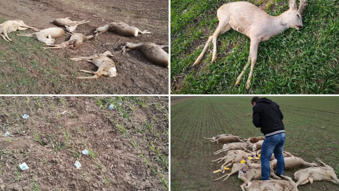 Masacru în Arad. Zeci de căprioare au fost găsite moarte pe un câmp. Poliţiştii şi autorităţile sanitar-veterinare fac anchetă FOTO