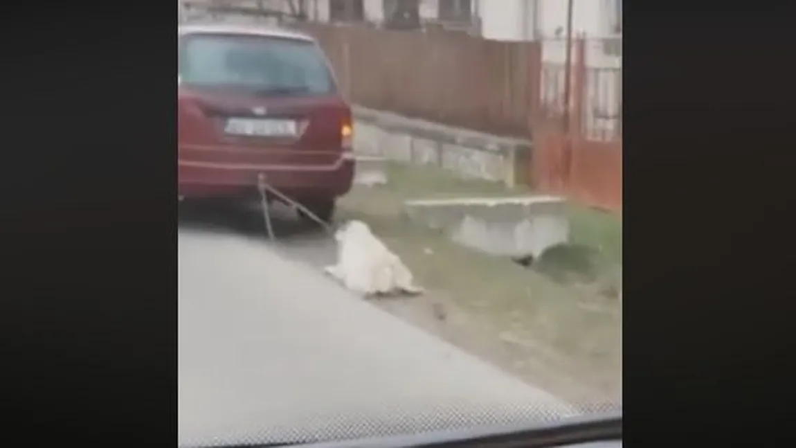 Imagini îngrozitoare surprinse în Vâlcea. Un câine a fost legat de maşină şi târât sute de metri VIDEO