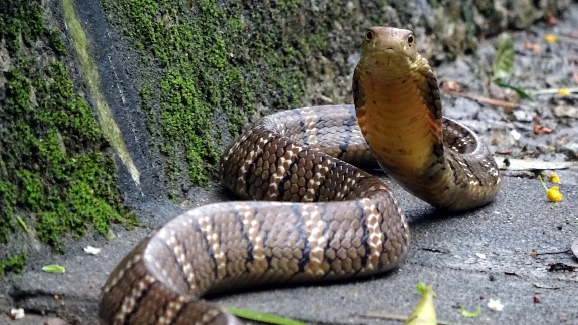 Comportament uimitor al unei cobre stresate. A dat afară varanul pe care tocmai îl înghiţise VIDEO