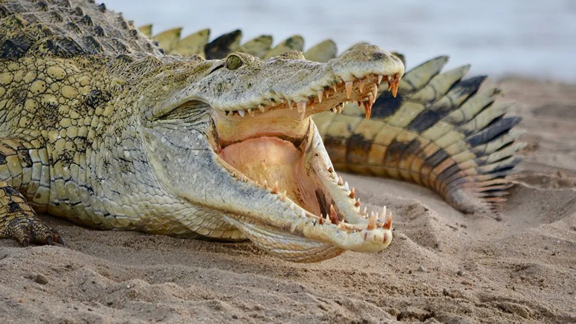 Imagini ireale din timpul unei partide de pescuit. Un crocodil pune pe fugă doi pescari şi le fură peştele VIDEO