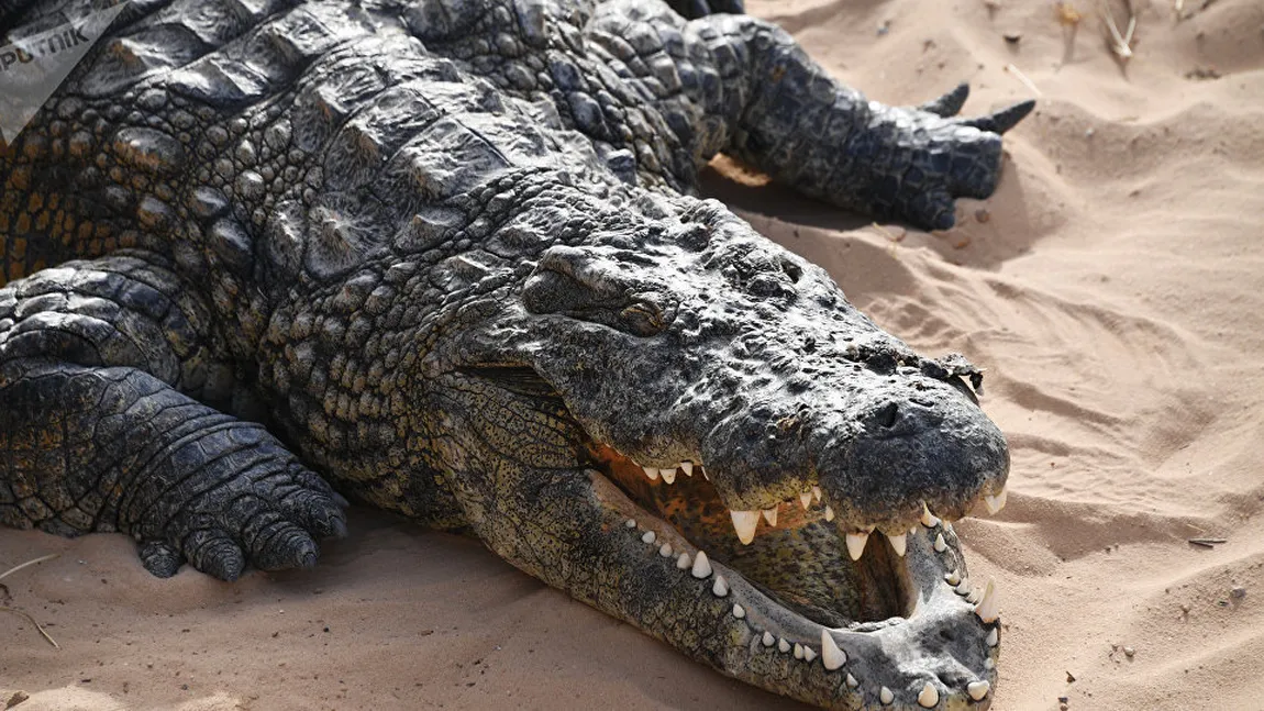 Un crocodil a devorat toţi câinii de pe o insulă australiană. Localnicii au reuşit să prindă bestia de 600 kg VIDEO