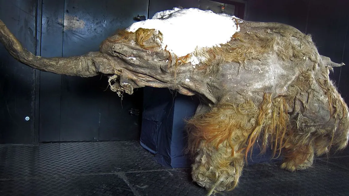 Un mamut mort acum 28.000 de ani a fost resuscitat în Japonia. Cercetătorii au găsit calea de a readuce aceste animale la viaţă