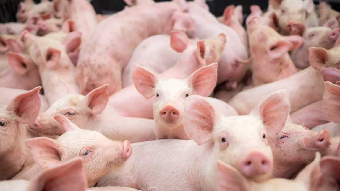 ANSVSA: 993 de focare de pestă porcină africană, în 258 de localităţi din 19 judeţe