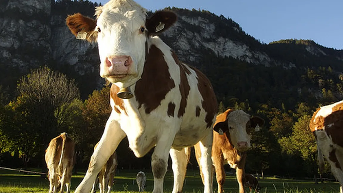 Tragedie în Austria. O turistă a fost atacată şi ucisă de vaci