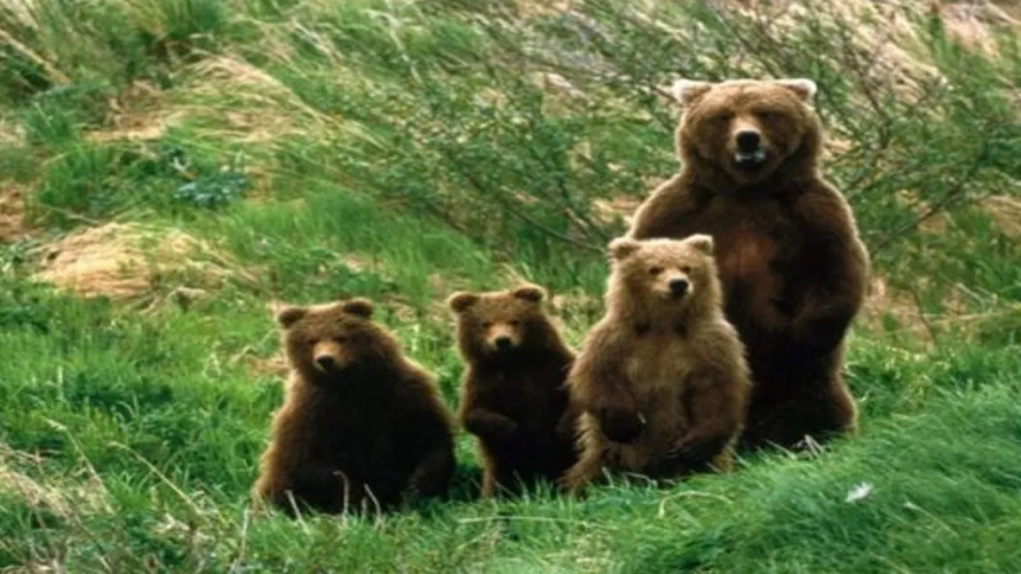 Numărul mare de urşi din zona Cetăţii Poenari, pericol pentru turişti