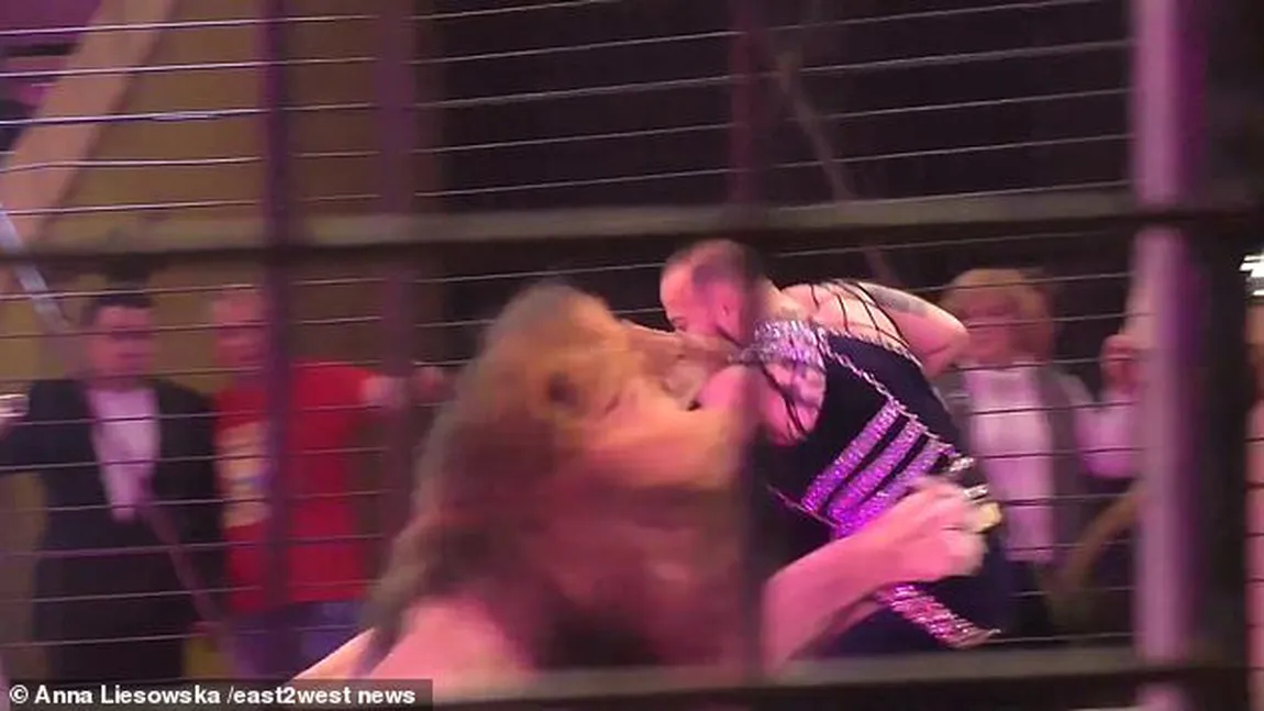 Imagini terifiante la un spectacol de circ. Un dresor a fost atacat de leu sub privirile publicului VIDEO